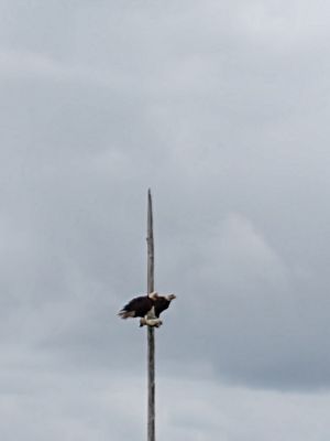 IMG_20200522_180545395.jpg