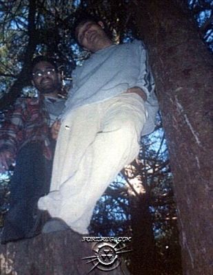 regrogtree.jpg