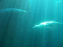 Picture_166.jpg